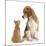 Beagle Dog, Bruce, with Ginger Kitten, Tom-Mark Taylor-Mounted Photographic Print