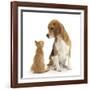 Beagle Dog, Bruce, with Ginger Kitten, Tom-Mark Taylor-Framed Photographic Print