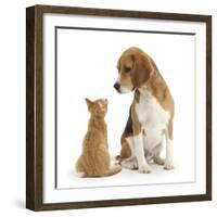 Beagle Dog, Bruce, with Ginger Kitten, Tom-Mark Taylor-Framed Photographic Print