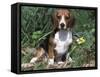 Beagle Dog Portrait-Lynn M. Stone-Framed Stretched Canvas