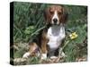 Beagle Dog Portrait-Lynn M. Stone-Stretched Canvas