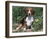 Beagle Dog Portrait-Lynn M. Stone-Framed Photographic Print