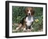Beagle Dog Portrait-Lynn M. Stone-Framed Photographic Print