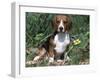 Beagle Dog Portrait-Lynn M. Stone-Framed Photographic Print