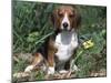 Beagle Dog Portrait-Lynn M. Stone-Mounted Photographic Print