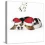 Beagle Dog Puppies Asleep, Wearing Christmas-null-Stretched Canvas