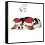 Beagle Dog Puppies Asleep, Wearing Christmas-null-Framed Stretched Canvas