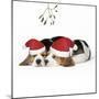 Beagle Dog Puppies Asleep, Wearing Christmas-null-Mounted Photographic Print