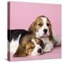 Beagle Dog Puppies-null-Stretched Canvas