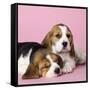 Beagle Dog Puppies-null-Framed Stretched Canvas