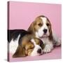 Beagle Dog Puppies-null-Stretched Canvas