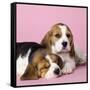 Beagle Dog Puppies-null-Framed Stretched Canvas