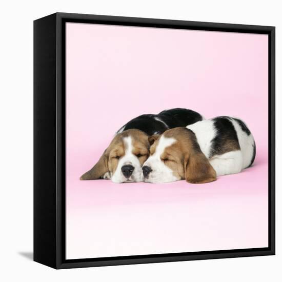 Beagle Dog Puppies-null-Framed Stretched Canvas