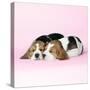 Beagle Dog Puppies-null-Stretched Canvas