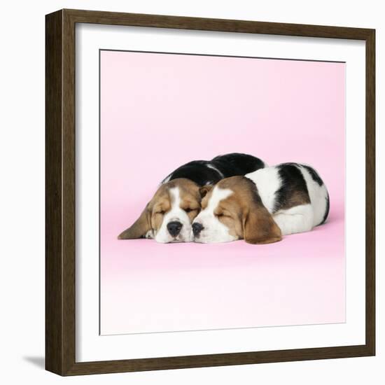 Beagle Dog Puppies-null-Framed Photographic Print