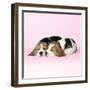 Beagle Dog Puppies-null-Framed Photographic Print