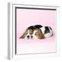 Beagle Dog Puppies-null-Framed Photographic Print