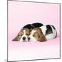 Beagle Dog Puppies-null-Mounted Photographic Print