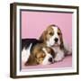 Beagle Dog Puppies-null-Framed Photographic Print