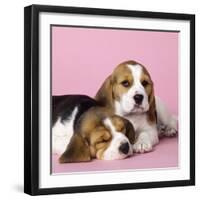 Beagle Dog Puppies-null-Framed Photographic Print