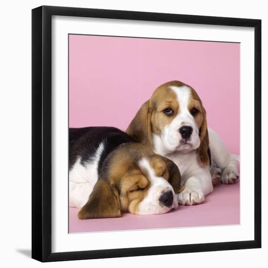 Beagle Dog Puppies-null-Framed Photographic Print