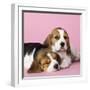 Beagle Dog Puppies-null-Framed Photographic Print