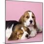 Beagle Dog Puppies-null-Mounted Photographic Print