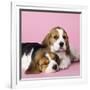 Beagle Dog Puppies-null-Framed Photographic Print