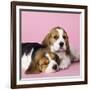 Beagle Dog Puppies-null-Framed Photographic Print