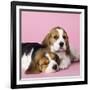 Beagle Dog Puppies-null-Framed Photographic Print