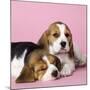 Beagle Dog Puppies-null-Mounted Photographic Print
