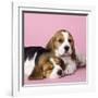 Beagle Dog Puppies-null-Framed Photographic Print