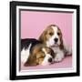 Beagle Dog Puppies-null-Framed Photographic Print