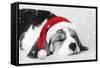 Beagle Dog Puppy Asleep Wearing a Christmas Hat-null-Framed Stretched Canvas