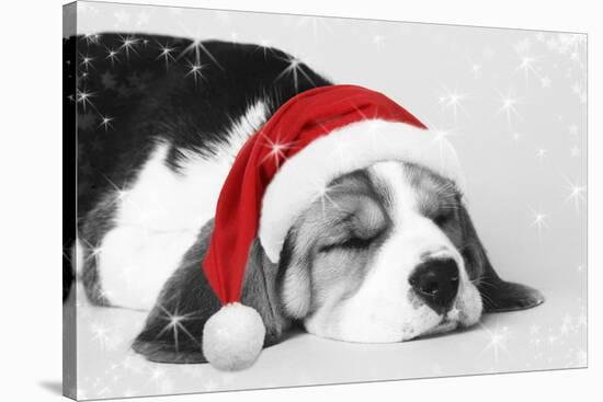 Beagle Dog Puppy Asleep Wearing a Christmas Hat-null-Stretched Canvas