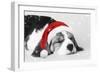 Beagle Dog Puppy Asleep Wearing a Christmas Hat-null-Framed Photographic Print