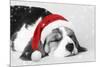 Beagle Dog Puppy Asleep Wearing a Christmas Hat-null-Mounted Photographic Print