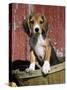 Beagle Dog Puppy-Lynn M. Stone-Stretched Canvas