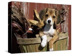 Beagle Dog Puppy-Lynn M. Stone-Stretched Canvas