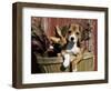 Beagle Dog Puppy-Lynn M. Stone-Framed Premium Photographic Print