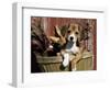 Beagle Dog Puppy-Lynn M. Stone-Framed Premium Photographic Print