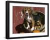 Beagle Dog Puppy-Lynn M. Stone-Framed Photographic Print