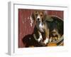 Beagle Dog Puppy-Lynn M. Stone-Framed Photographic Print