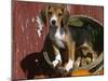 Beagle Dog Puppy-Lynn M. Stone-Mounted Photographic Print