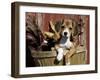 Beagle Dog Puppy-Lynn M. Stone-Framed Photographic Print