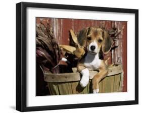 Beagle Dog Puppy-Lynn M. Stone-Framed Photographic Print