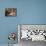 Beagle Dog Puppy-Lynn M. Stone-Mounted Photographic Print displayed on a wall