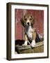 Beagle Dog Puppy-Lynn M. Stone-Framed Photographic Print