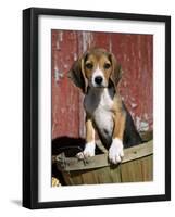 Beagle Dog Puppy-Lynn M. Stone-Framed Photographic Print