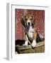 Beagle Dog Puppy-Lynn M. Stone-Framed Photographic Print